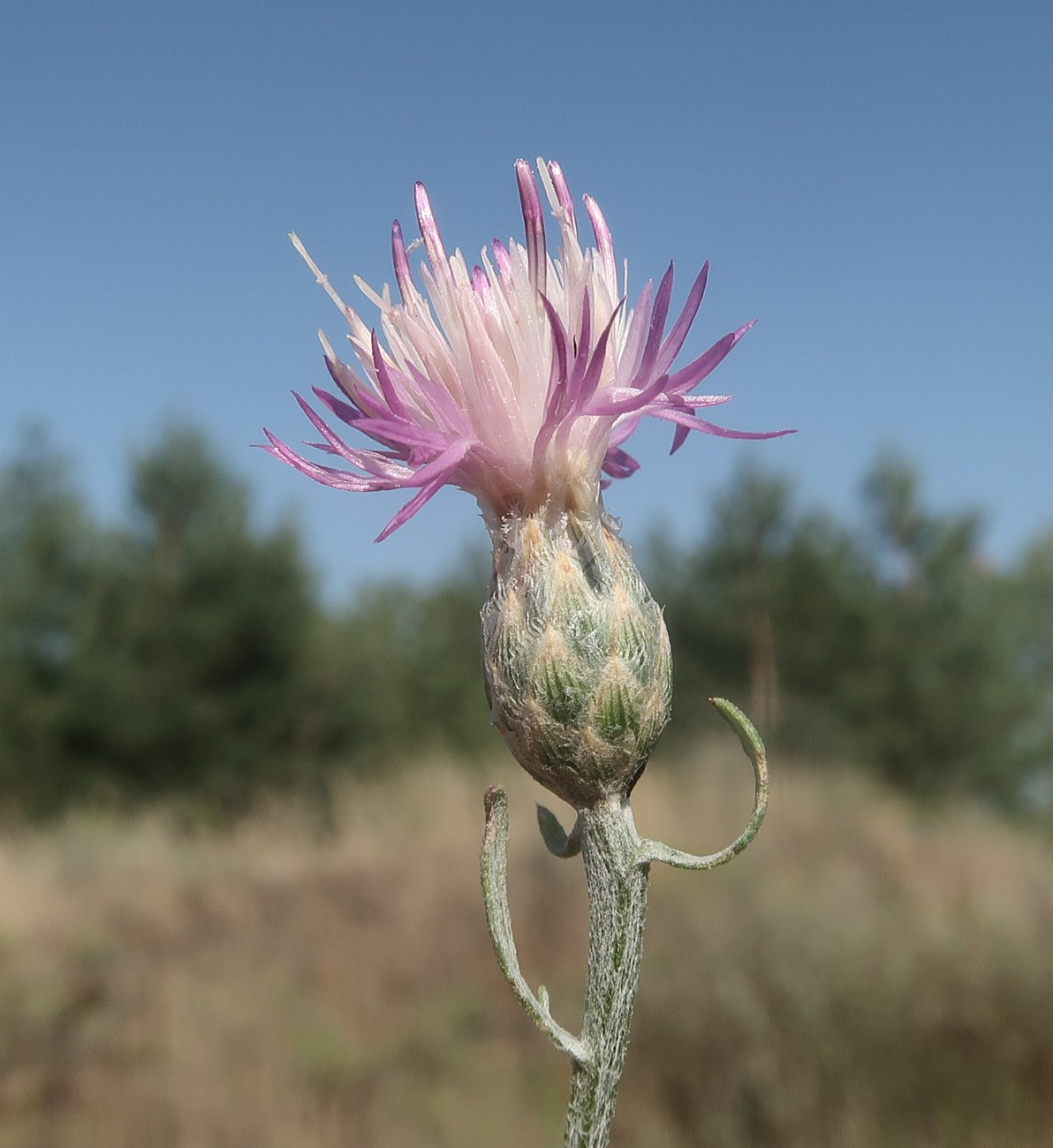 Изображение особи Centaurea majorovii.