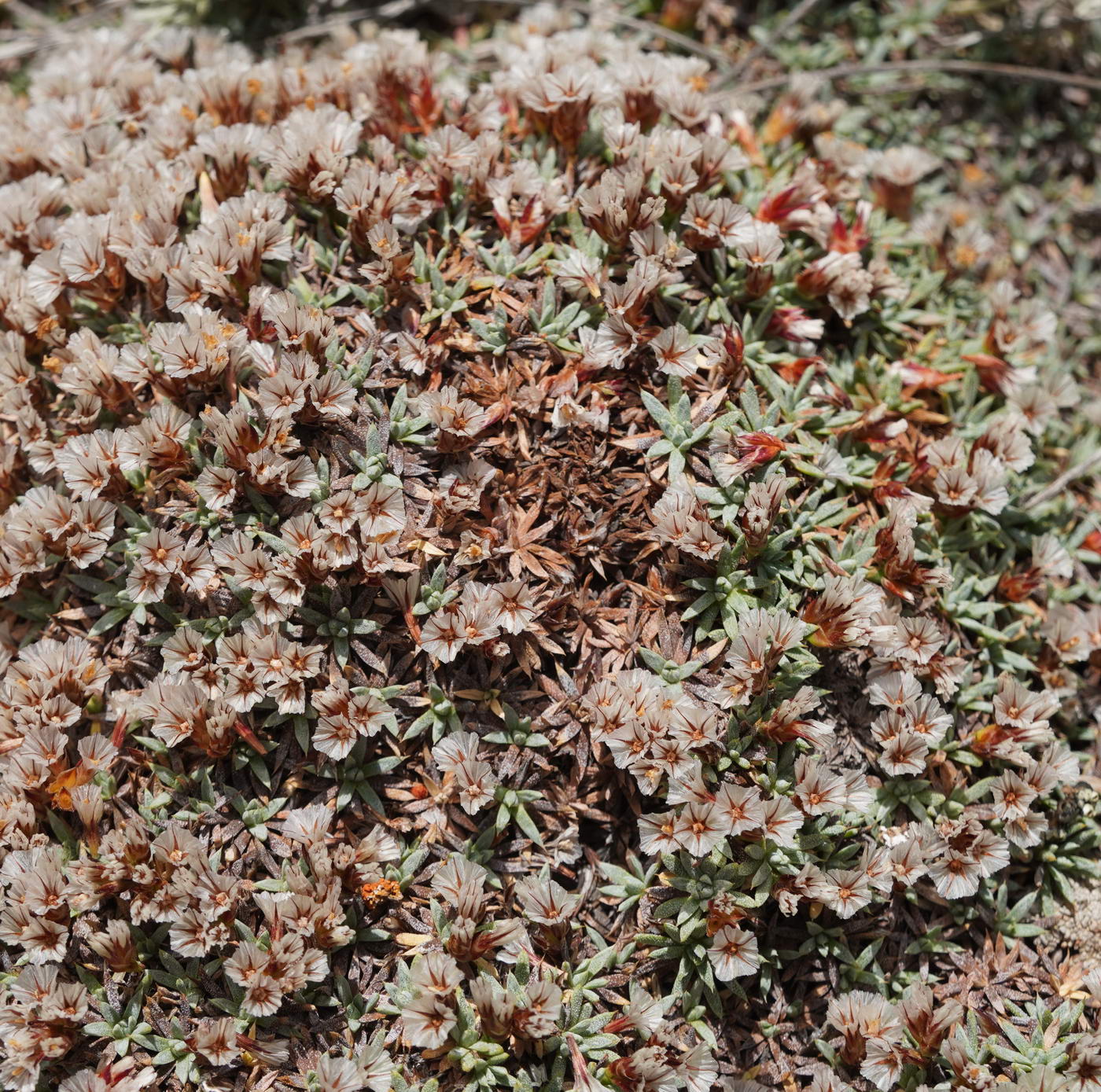 Image of Acantholimon diapensioides specimen.