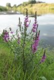 Lythrum salicaria. Верхушка цветущего растения. Калужская обл., Перемышльский р-н, дол. р. Жиздра, берег реки. 12.08.2025.