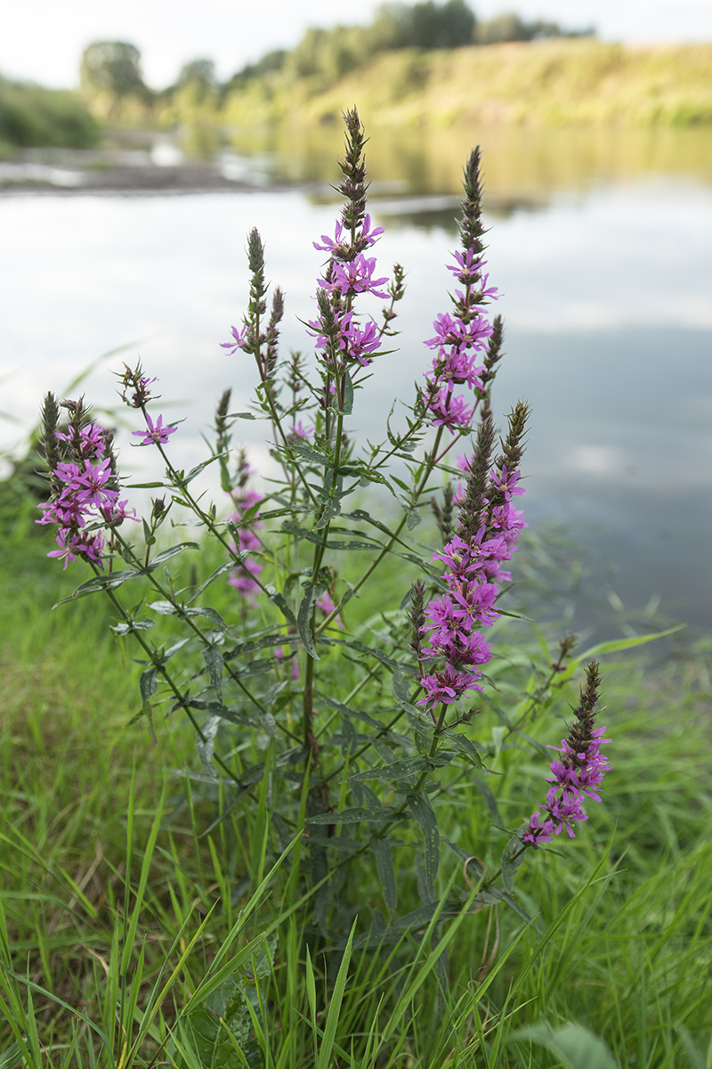 Image of Lythrum salicaria specimen.