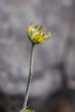 Knautia arvensis