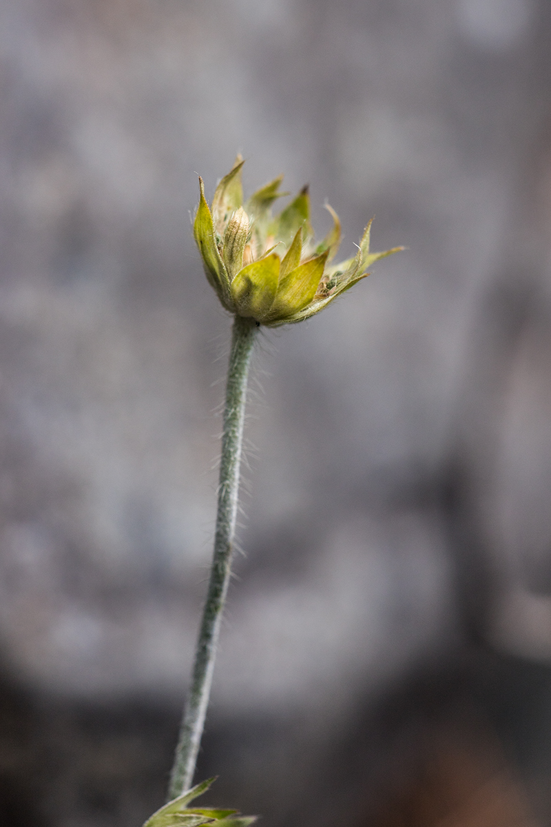 Изображение особи Knautia arvensis.