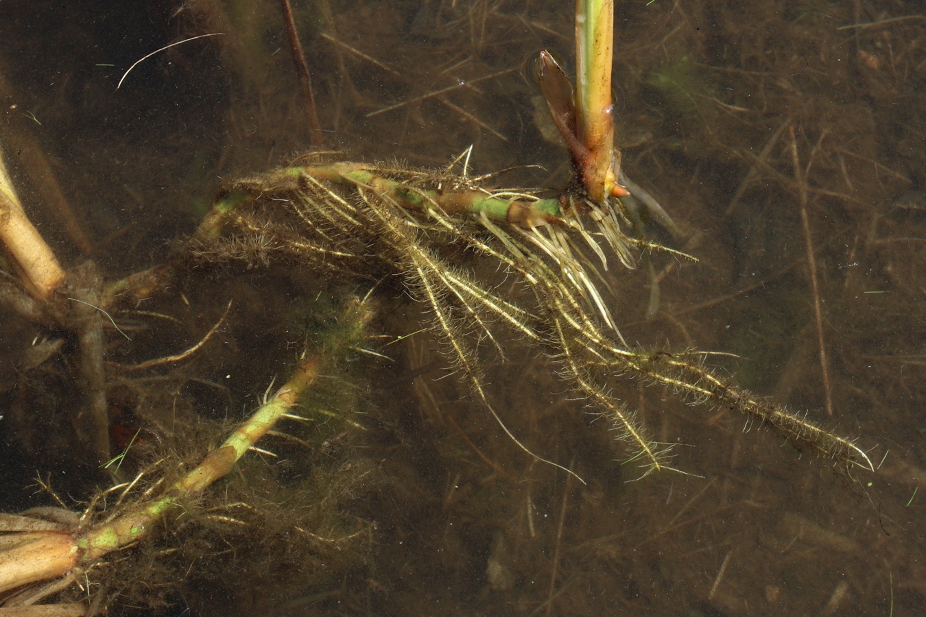 Изображение особи Typha &times; glauca.