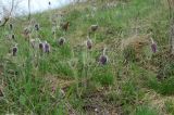 Pulsatilla ucrainica