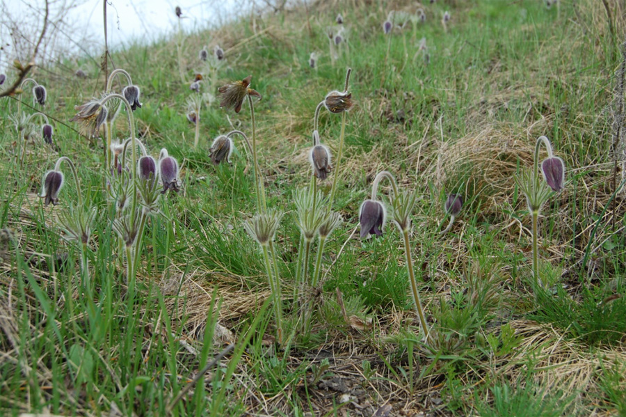 Изображение особи Pulsatilla ucrainica.