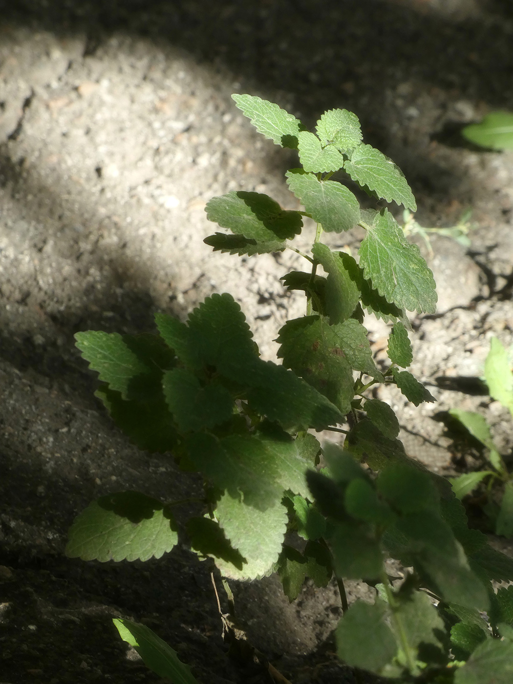Изображение особи Melissa officinalis.