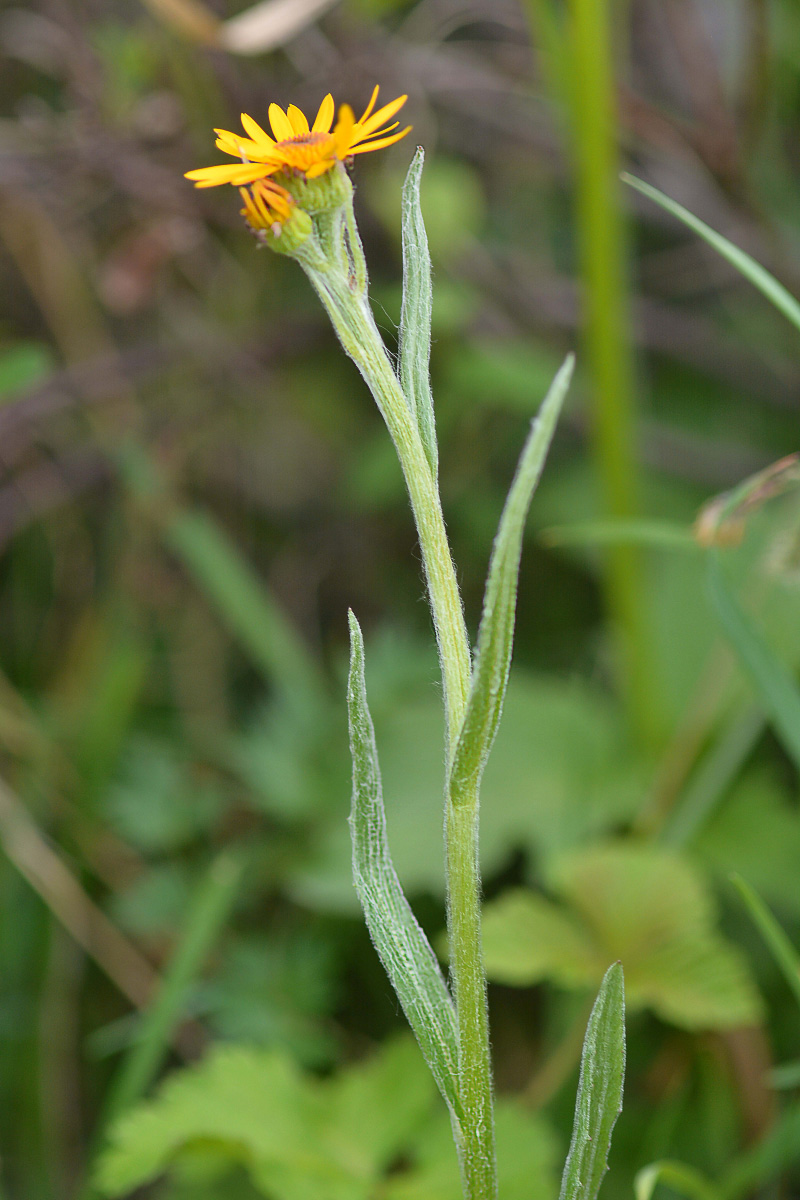 Image of Tephroseris tundricola specimen.