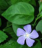 Vinca major