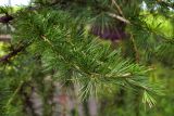 Larix decidua. Верхушка веточки. Москва, парк \"Коломенское\", в культуре. 18.07.2024.