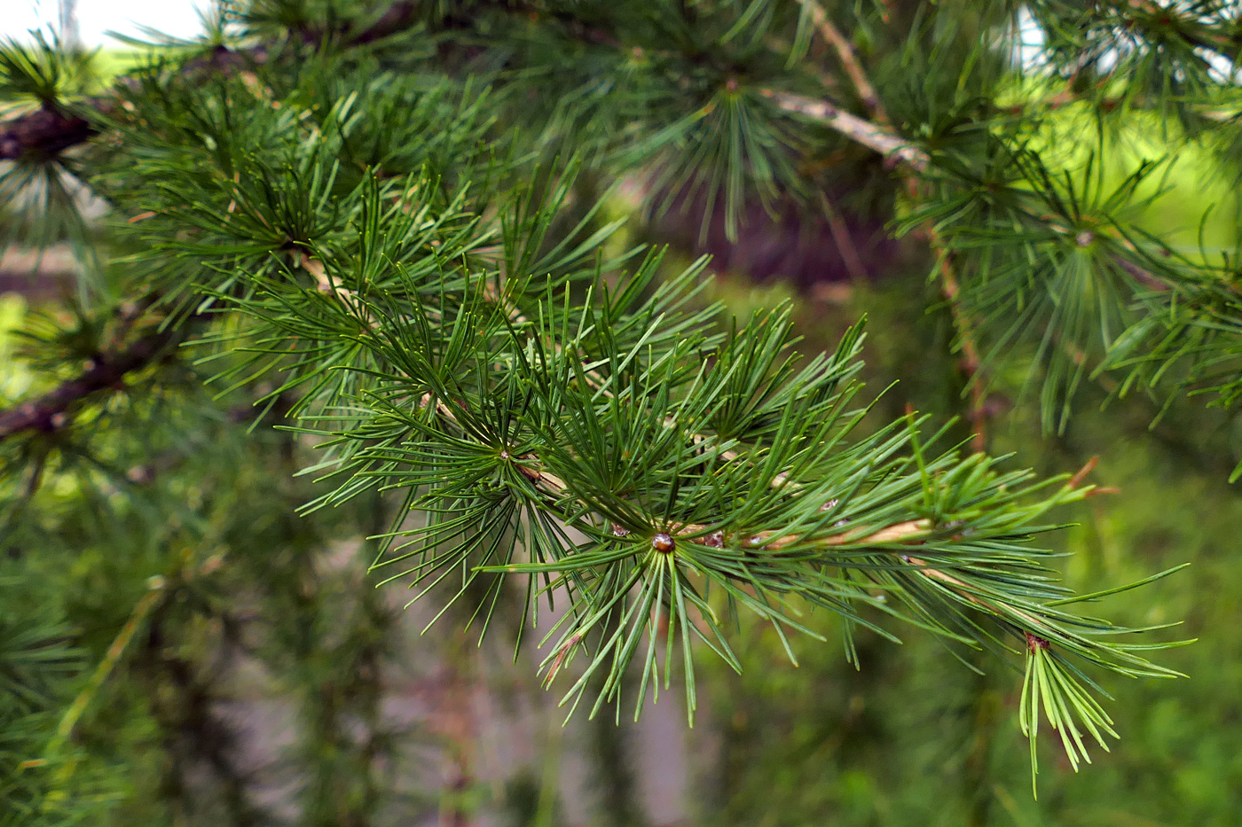 Изображение особи Larix decidua.
