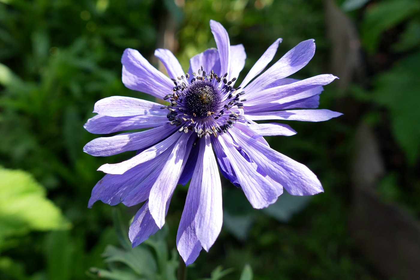 Изображение особи Anemone coronaria.