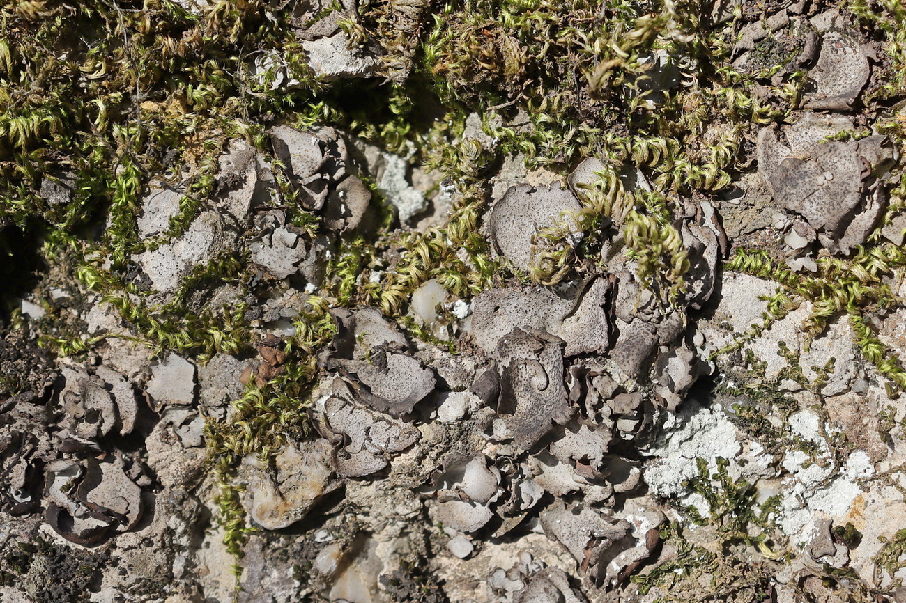 Изображение особи Dermatocarpon miniatum.