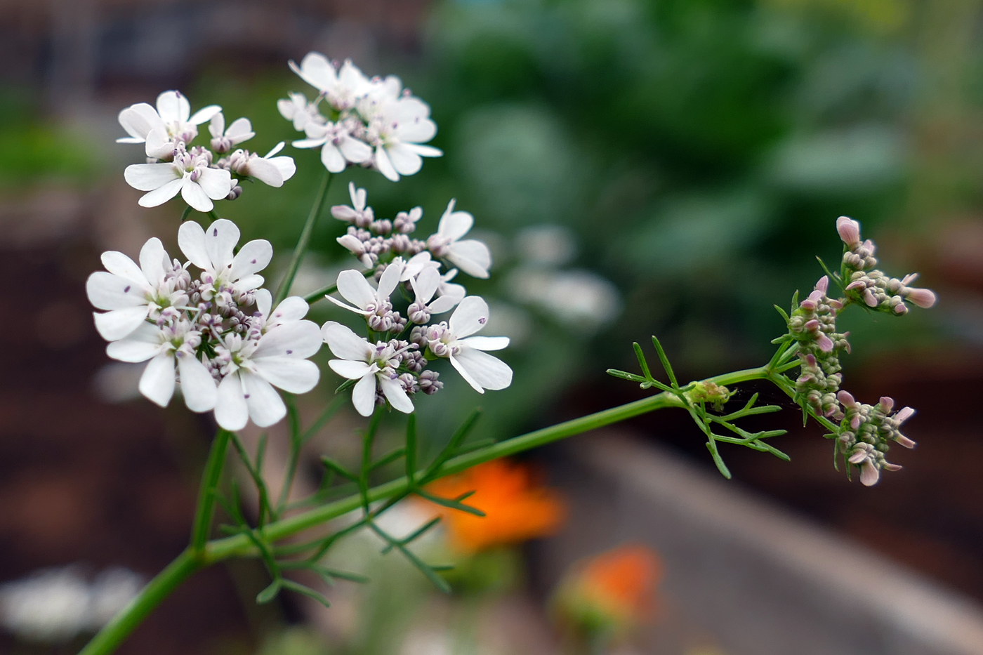Image of Coriandrum sativum specimen.