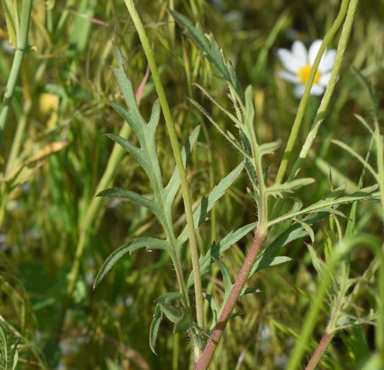 Image of Papaver macrostomum specimen.