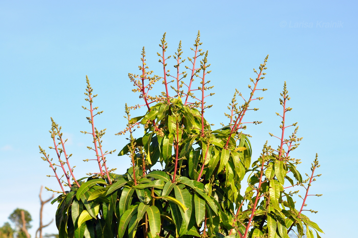 Изображение особи Mangifera indica .