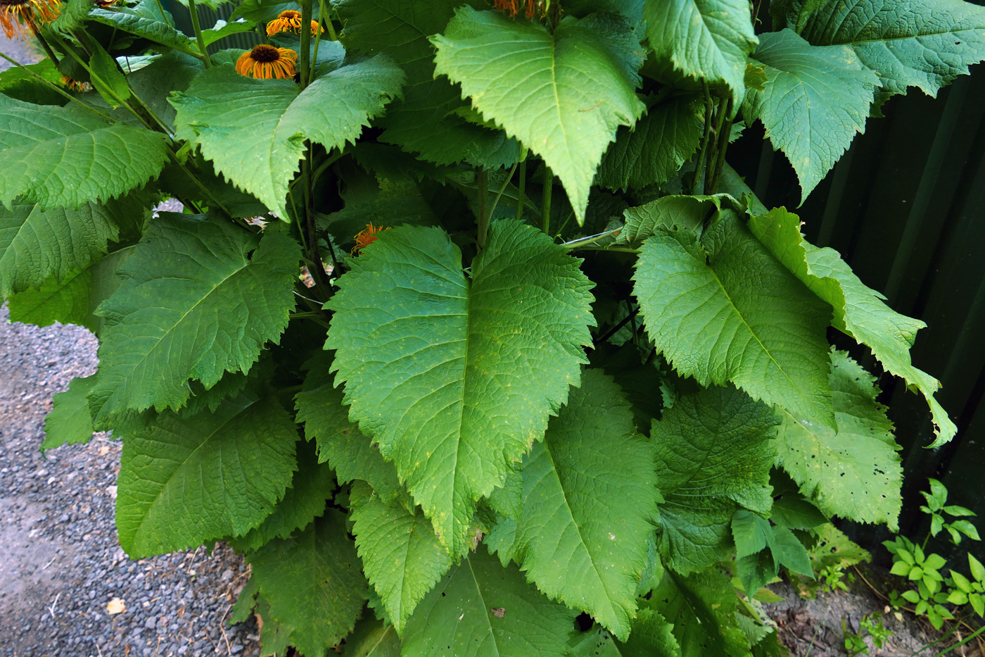 Image of Inula helenium specimen.