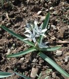 Scilla puschkinioides