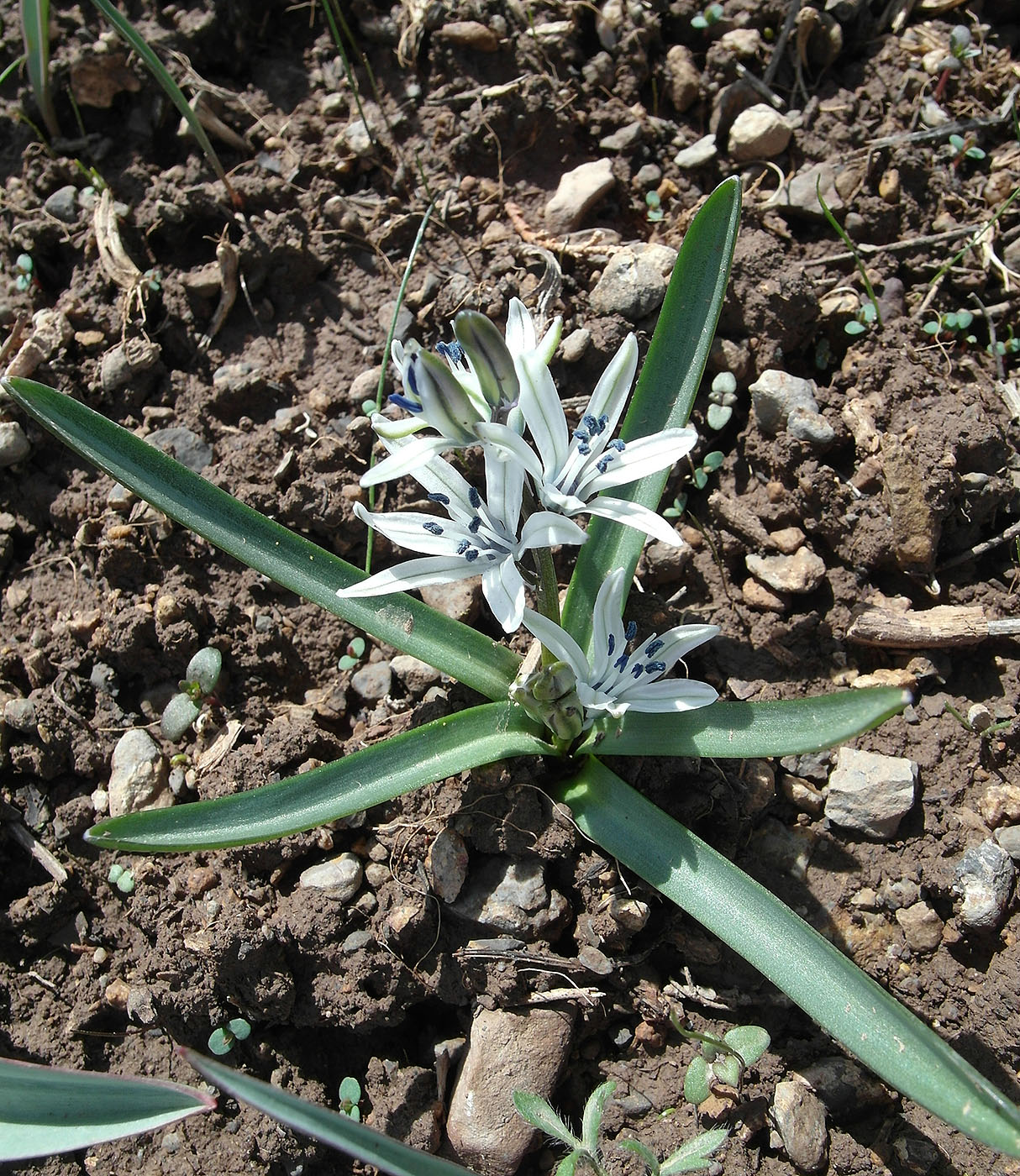 Изображение особи Scilla puschkinioides.