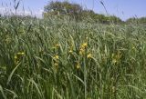 Iris pseudacorus. Отцветающие растения в сообществе Phragmites australis. Испания, Каталония, пров. Жирона, комарка Баш Эмпорда, муниципалитет Тороэлья-де-Монгри, подсохший берег лагуны Les basses d'en Coll. 27.04.2026.
