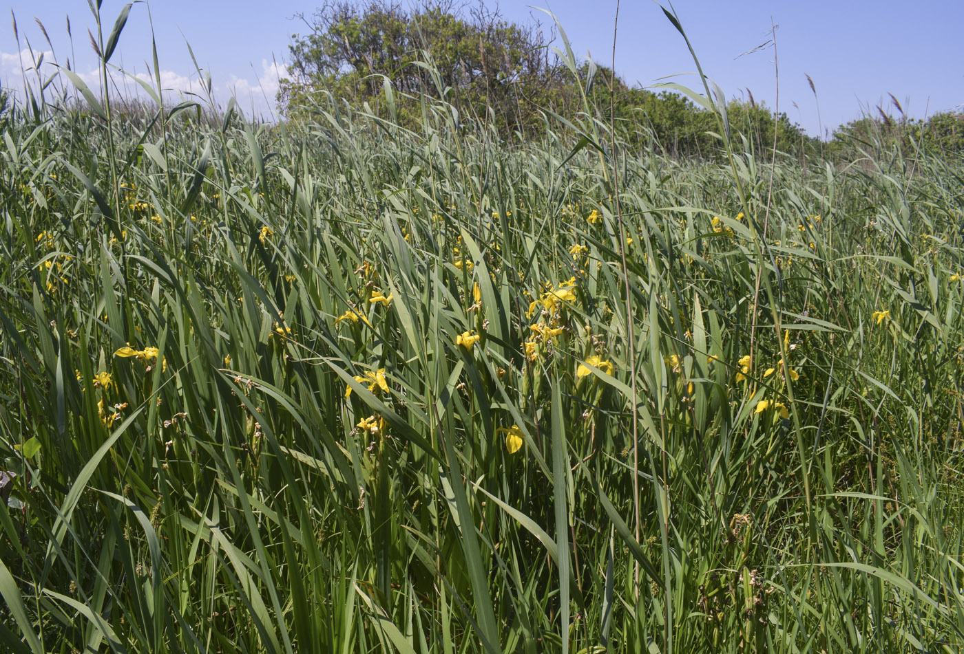 Изображение особи Iris pseudacorus.