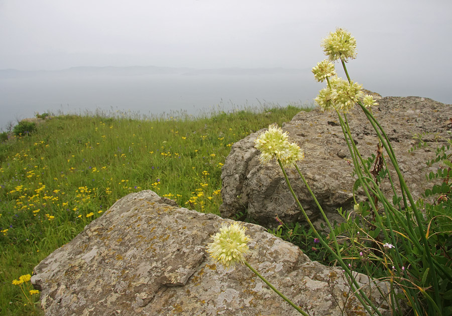 Image of Allium condensatum specimen.