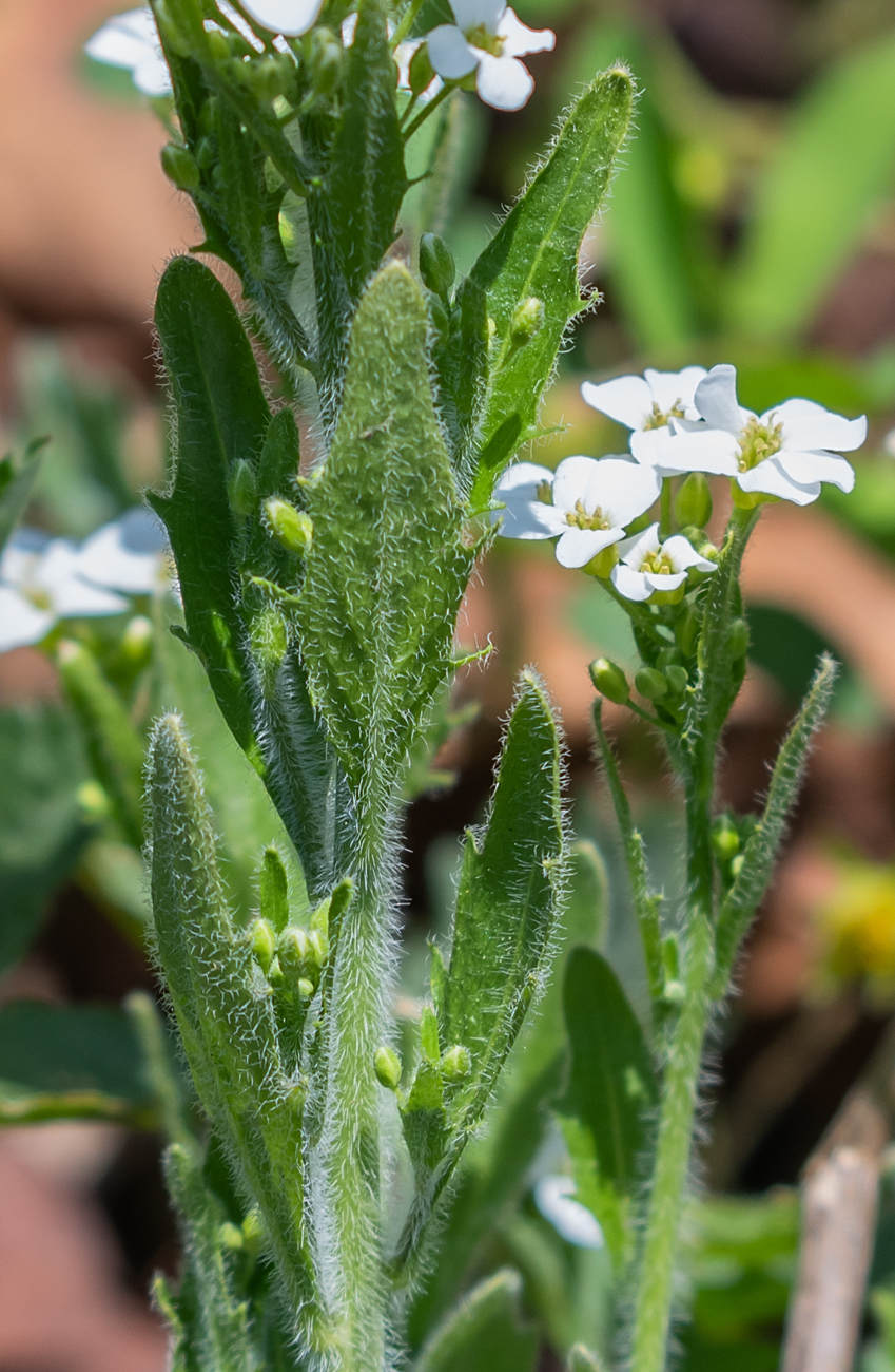 Image of Arabidopsis gemmifera specimen.