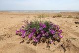 Oxytropis hailarensis. Цветущее и плодоносящее растение. Приморский край, Ханкайский р-н, окр. с. Троицкое, берег оз. Ханка, на песках. 25.05.2026.
