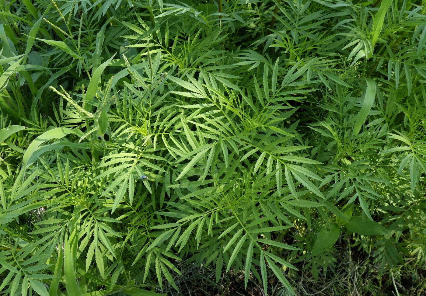 Image of Tagetes minuta specimen.