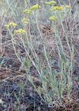 Helichrysum arenarium. Цветущее растение. Волгоград, Красноармейский р-н; поляна рядом с Чапурниковской балкой. 03.06.2026.