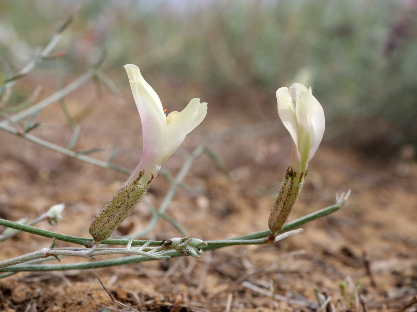 Image of Astragalus pseudotataricus specimen.