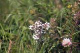 genus Thymus