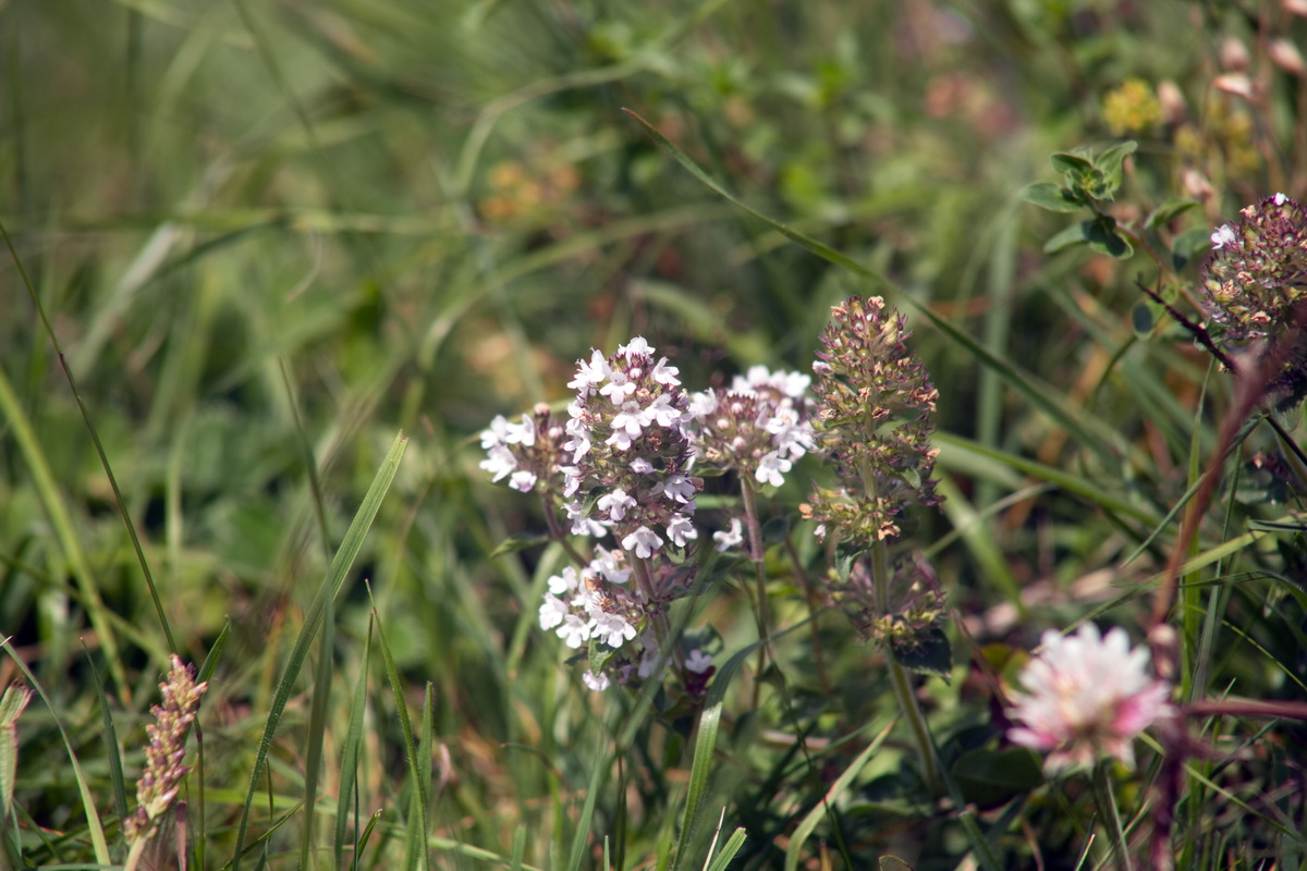 Image of genus Thymus specimen.