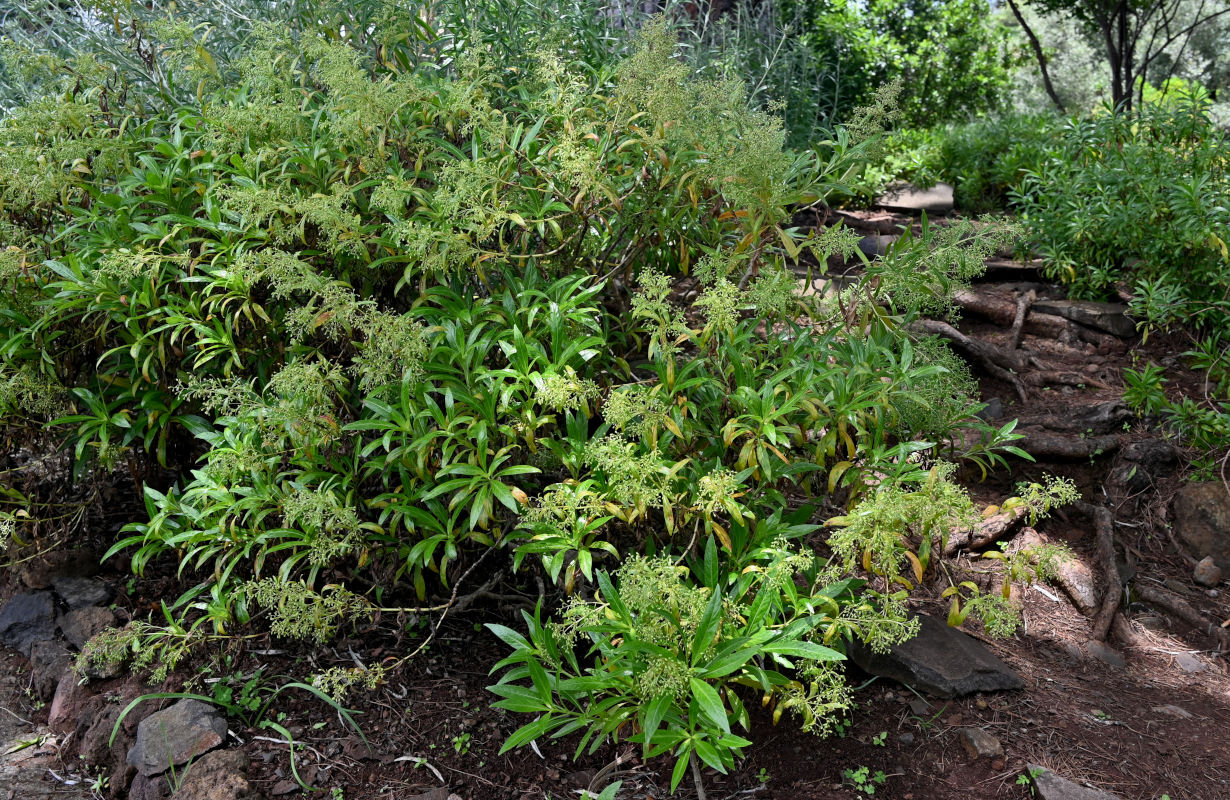 Image of familia Rubiaceae specimen.