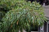 Phyllostachys pubescens. Верхушки побегов. Китай, пров. Ганьсу, г. Ланьчжоу, в культуре. 06.06.2025.