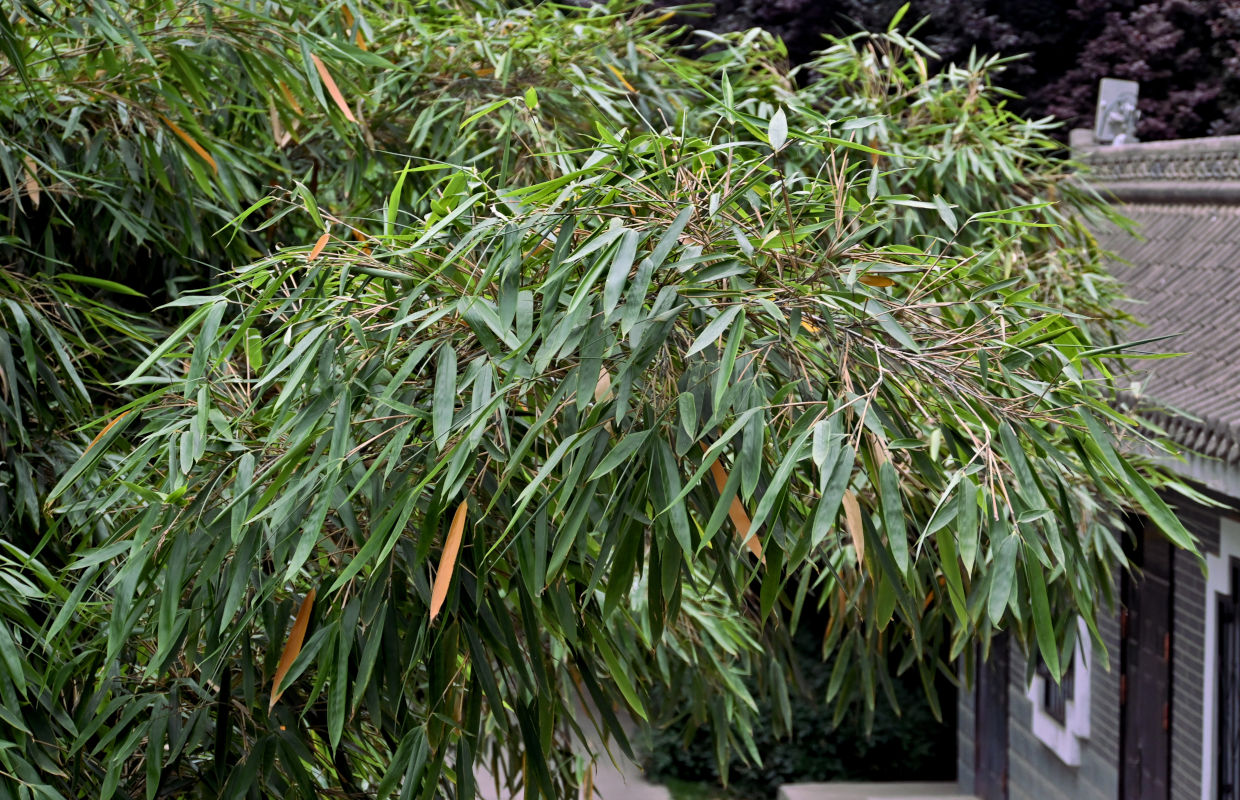 Изображение особи Phyllostachys pubescens.