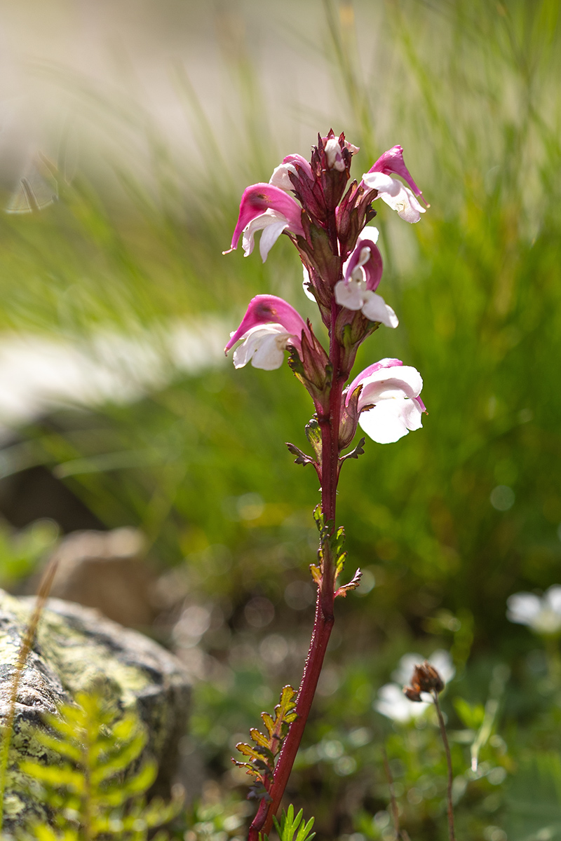 Image of Pedicularis nordmanniana specimen.