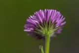 Erigeron venustus. Соцветие (вид со стороны обёртки). Карачаево-Черкесия, Карачаевский р-н, дол. р. Мырды, ≈2600 м н.у.м., субальпийский луг. 12.08.2026.
