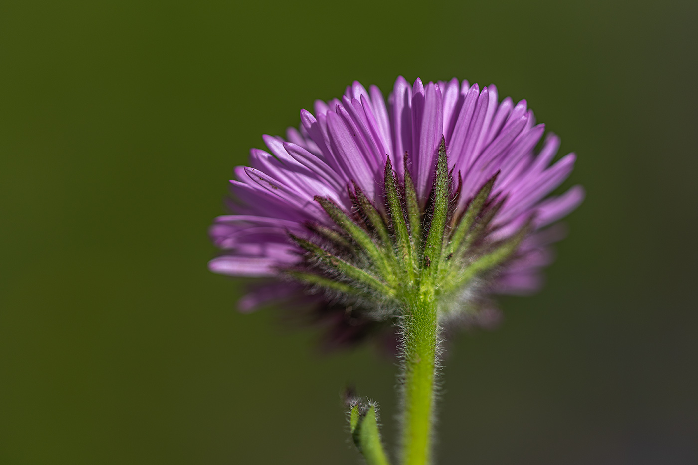 Image of Erigeron venustus specimen.