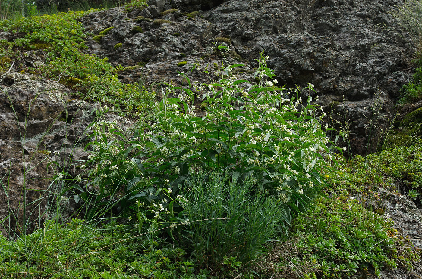 Image of Vincetoxicum hirundinaria specimen.