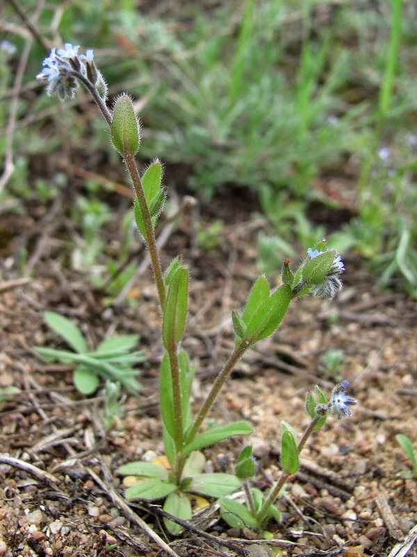 Image of Myosotis micrantha specimen.