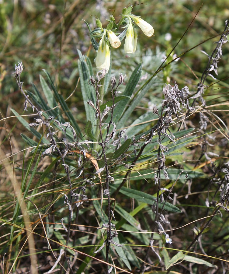 Image of Onosma simplicissima specimen.