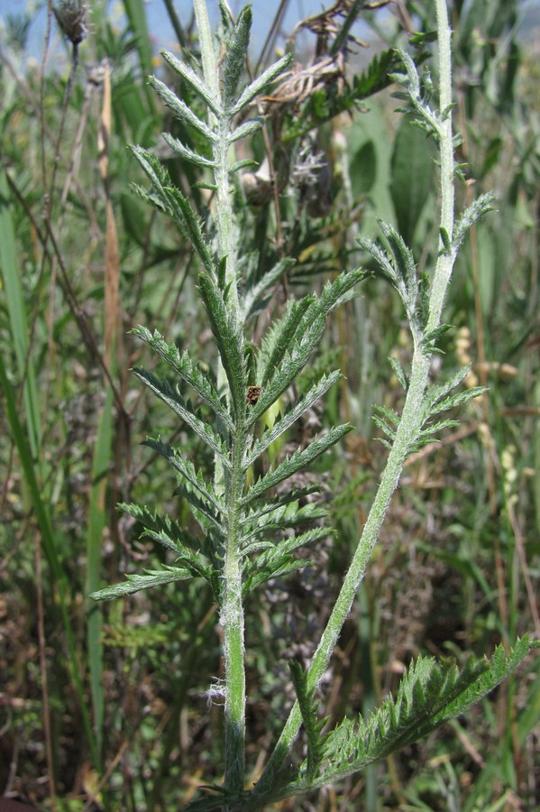 Image of Anthemis tinctoria specimen.