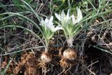 род Ornithogalum