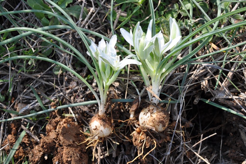 Изображение особи род Ornithogalum.