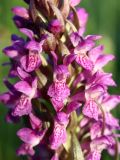 Dactylorhiza incarnata