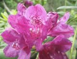 Rhododendron catawbiense. Цветки. Владивосток, ботанический сад-институт ДВО РАН. 21 июня 2011 г.