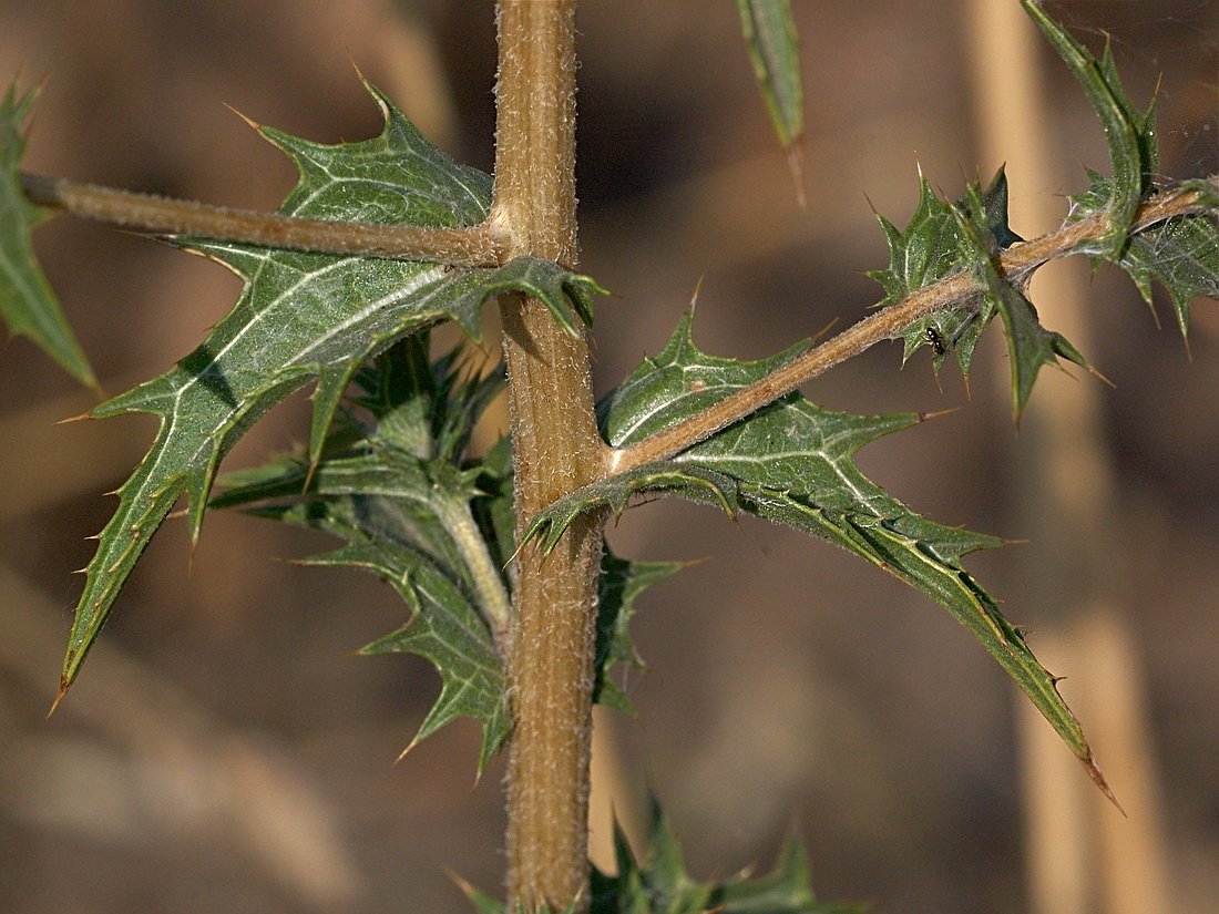 Изображение особи Carthamus lanatus.