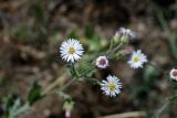 Erigeron pseuderigeron