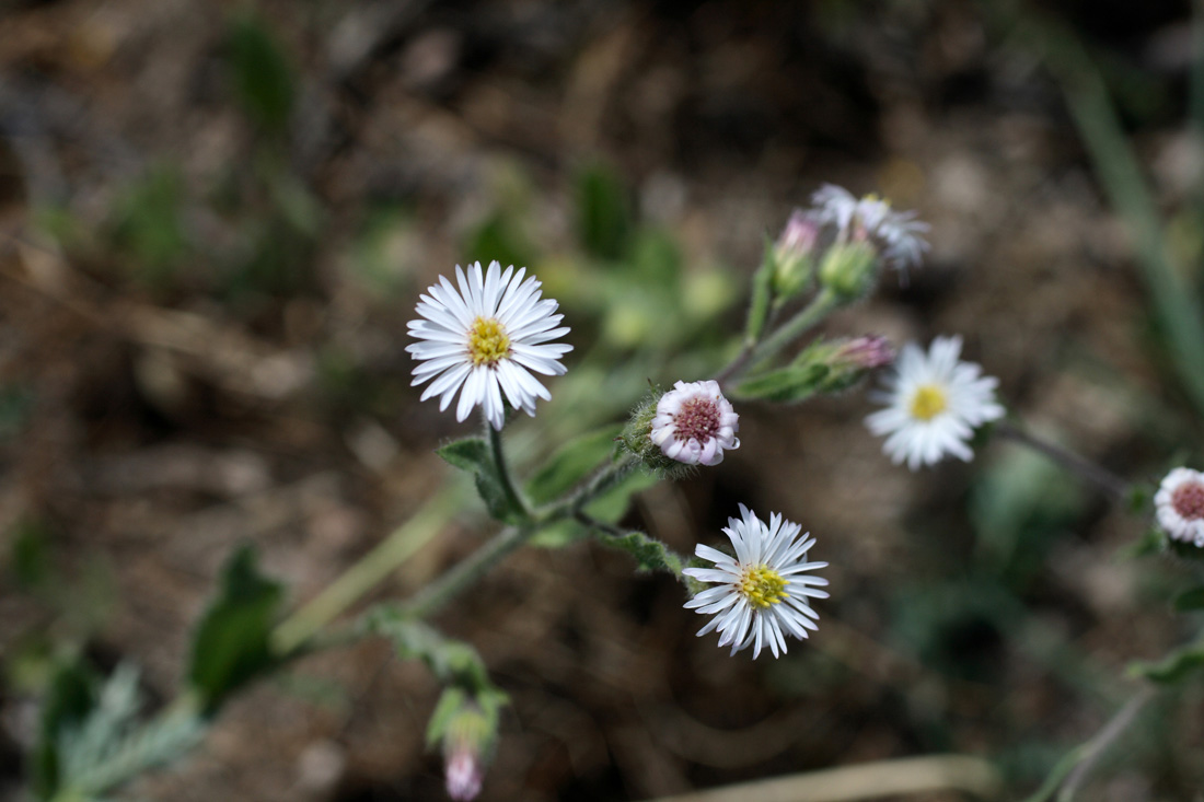 Image of Erigeron pseuderigeron specimen.