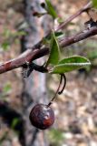 Cotoneaster melanocarpus